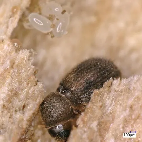 thumbnail for publication: Mango Pests and Beneficial Insects